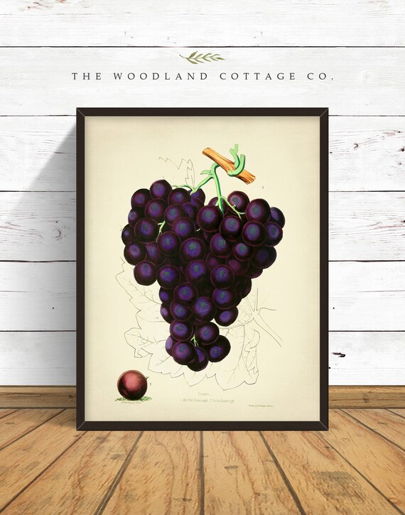 Purple Grapes Kitchen Art Botanical Print Shabby Chic Vintage Etsy