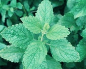 Lemon Balm Plant Melissa Officinalis Live Potted Plant Grown Naturally