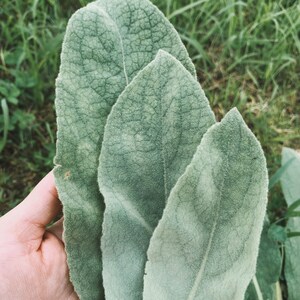 mullein
