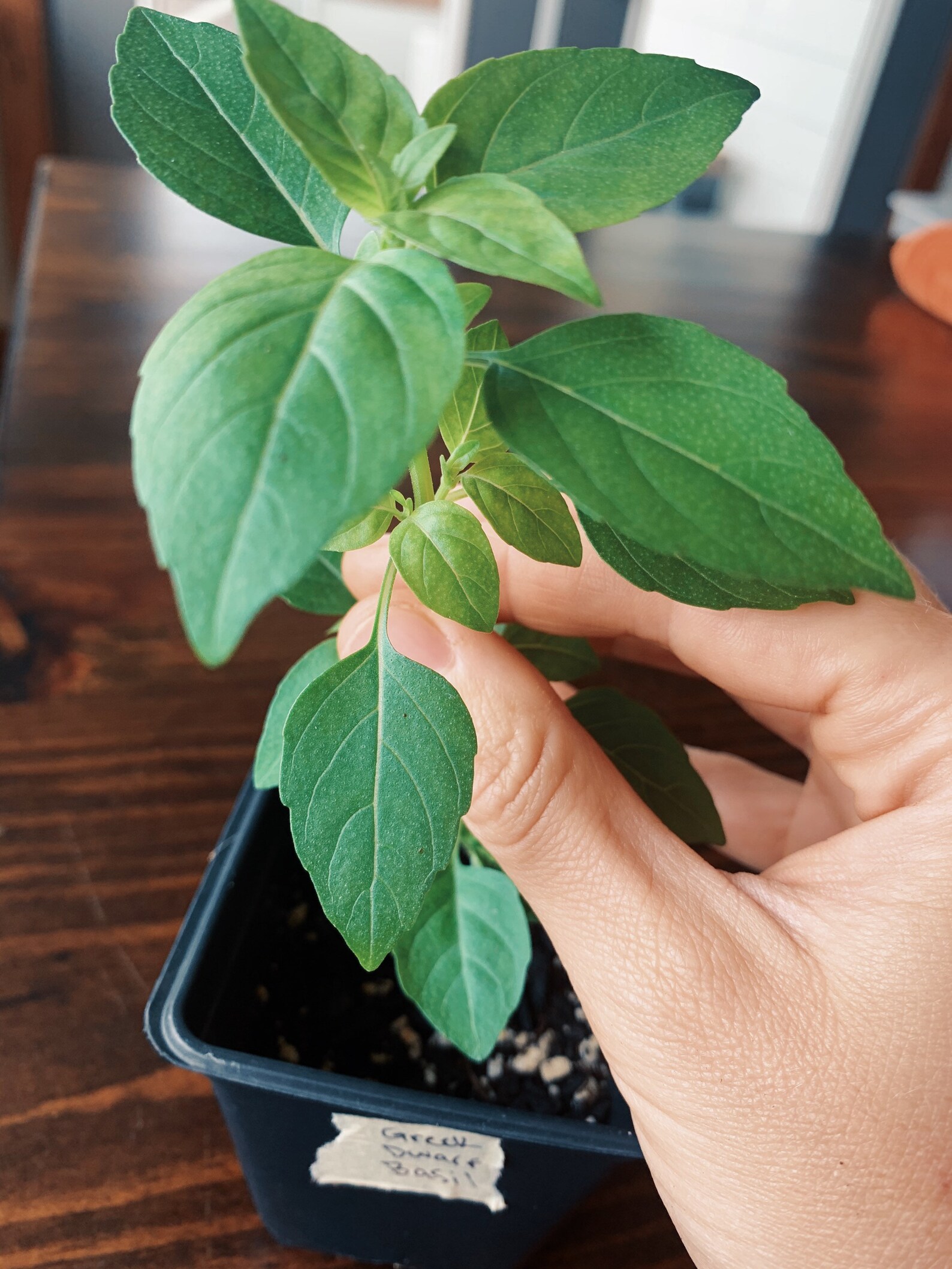 Greek Dwarf Basil Live Potted Plant Grown Naturally Etsy