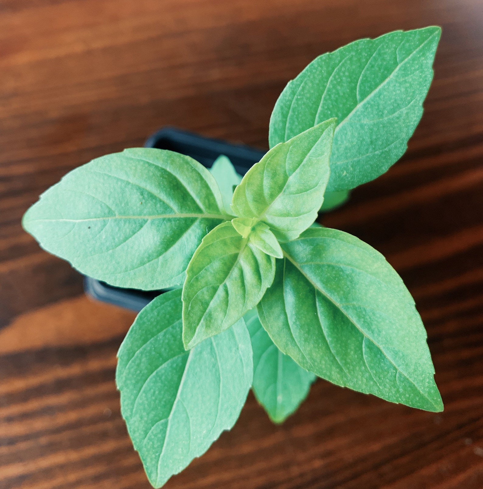 Greek Dwarf Basil Live Potted Plant Grown Naturally Etsy