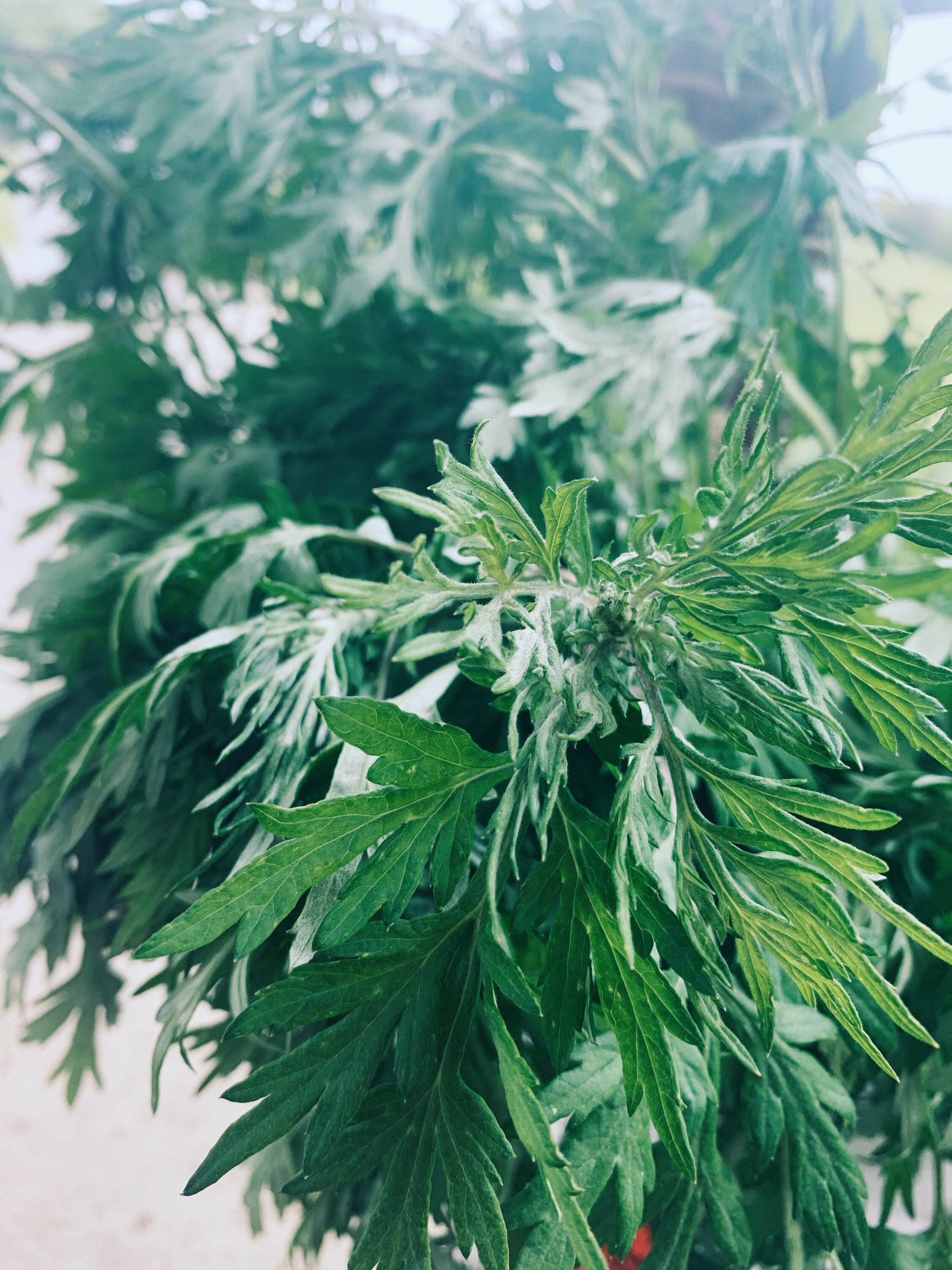 Dried Mugwort Leaves Mugwort Tea Mugwort Smudge Dried Etsy