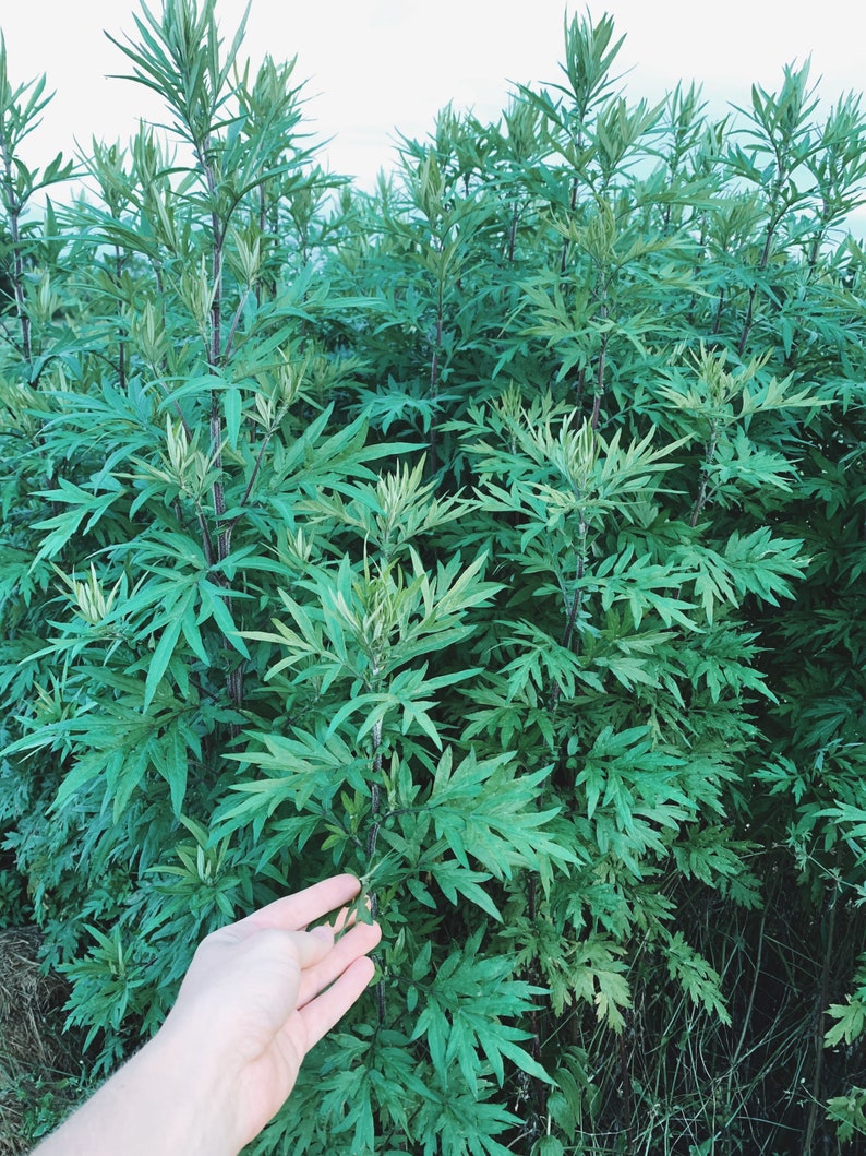 Dried Mugwort Leaves Mugwort Tea Mugwort Smudge Dried Etsy