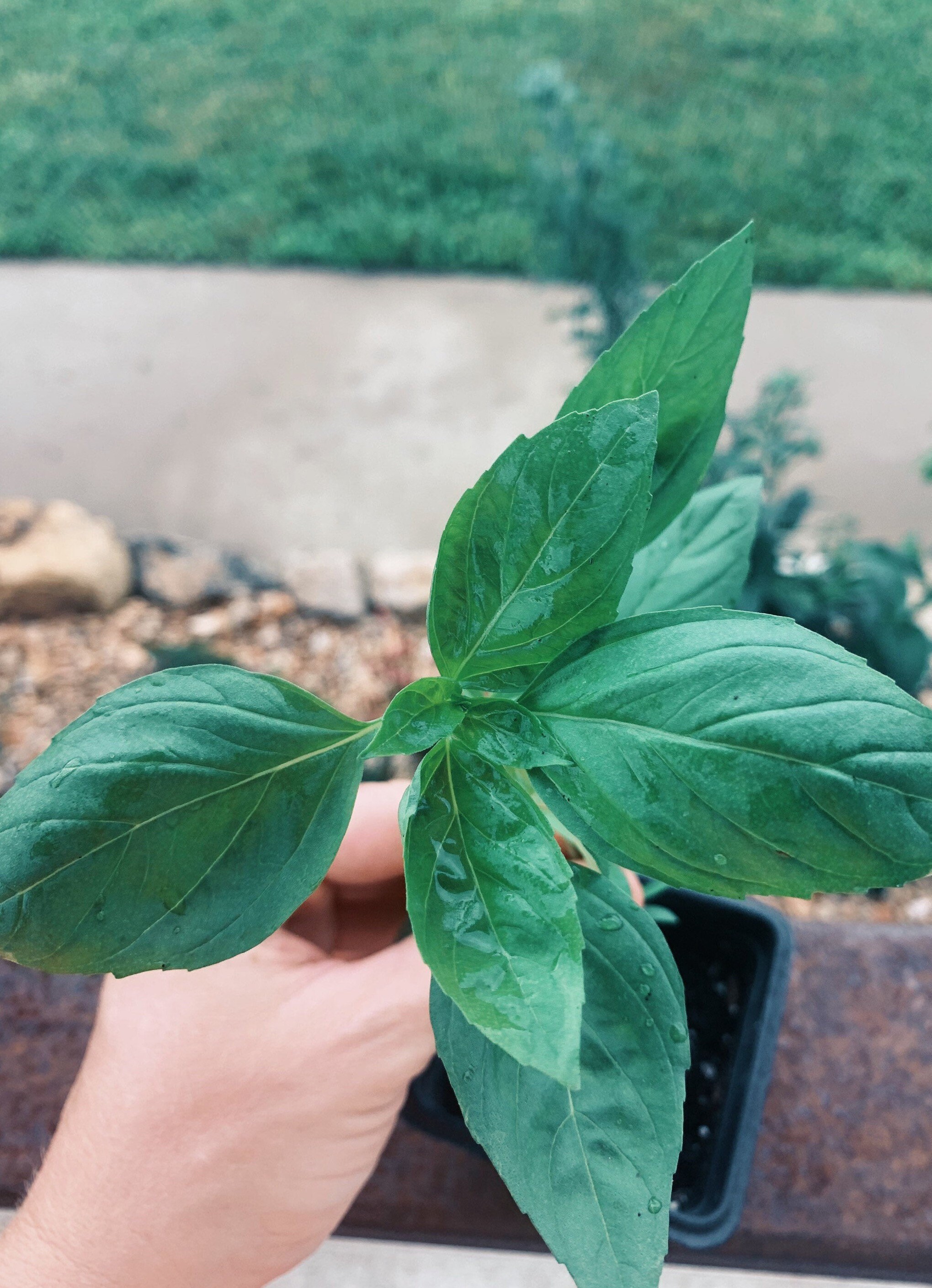 Thai Basil Live Potted Plant Grown Naturally Etsy