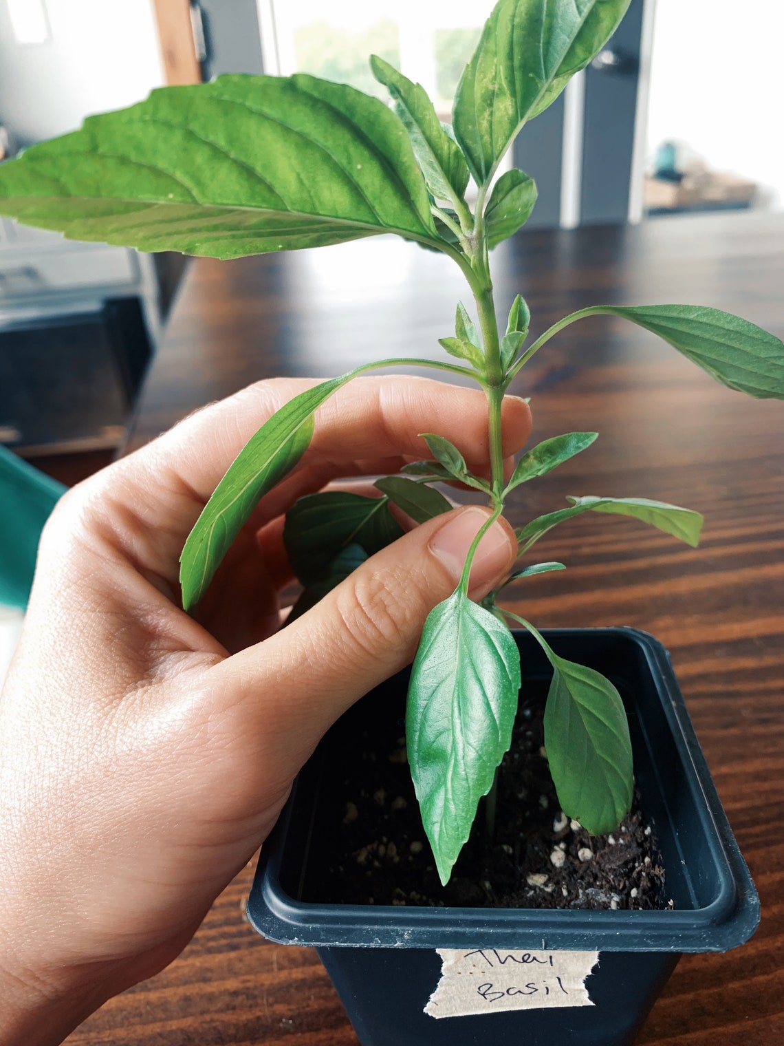 Thai Basil Live Potted Plant Grown Naturally Etsy