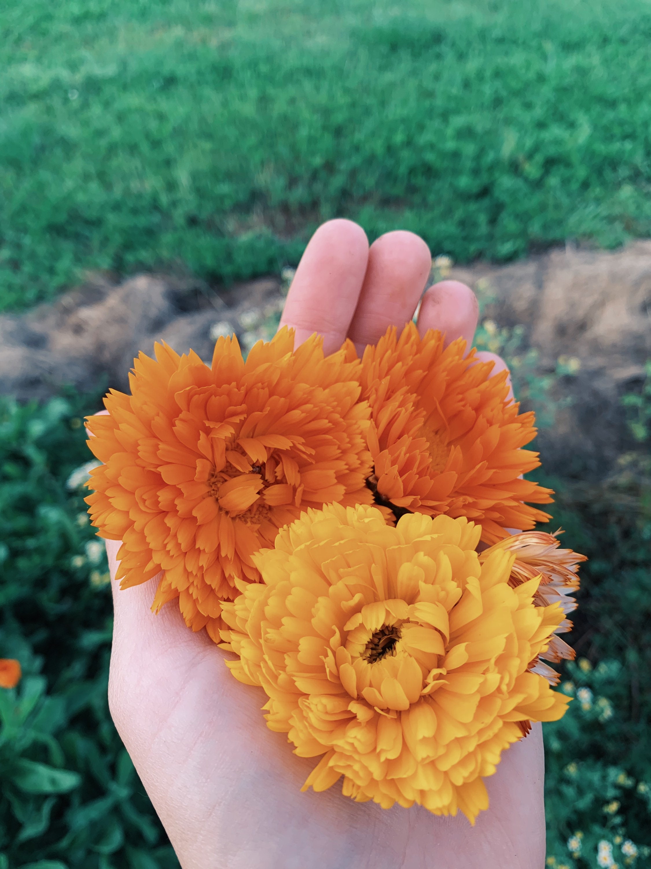 Dried Calendula Flowers Grown Naturally Etsy