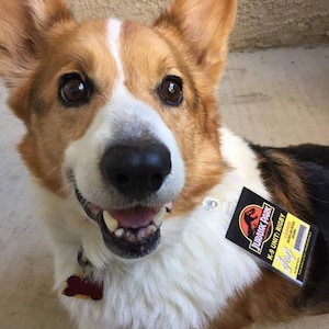 Custom Jurassic Park K-9 Unit ID Badges for you and your Dog