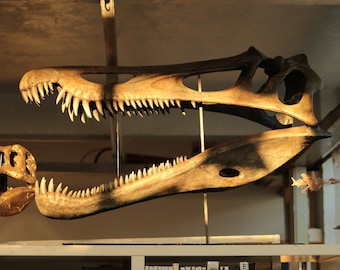 Baryonyx dinosaur skull 1:1 scale 95cm long fossil replica spinosaurus