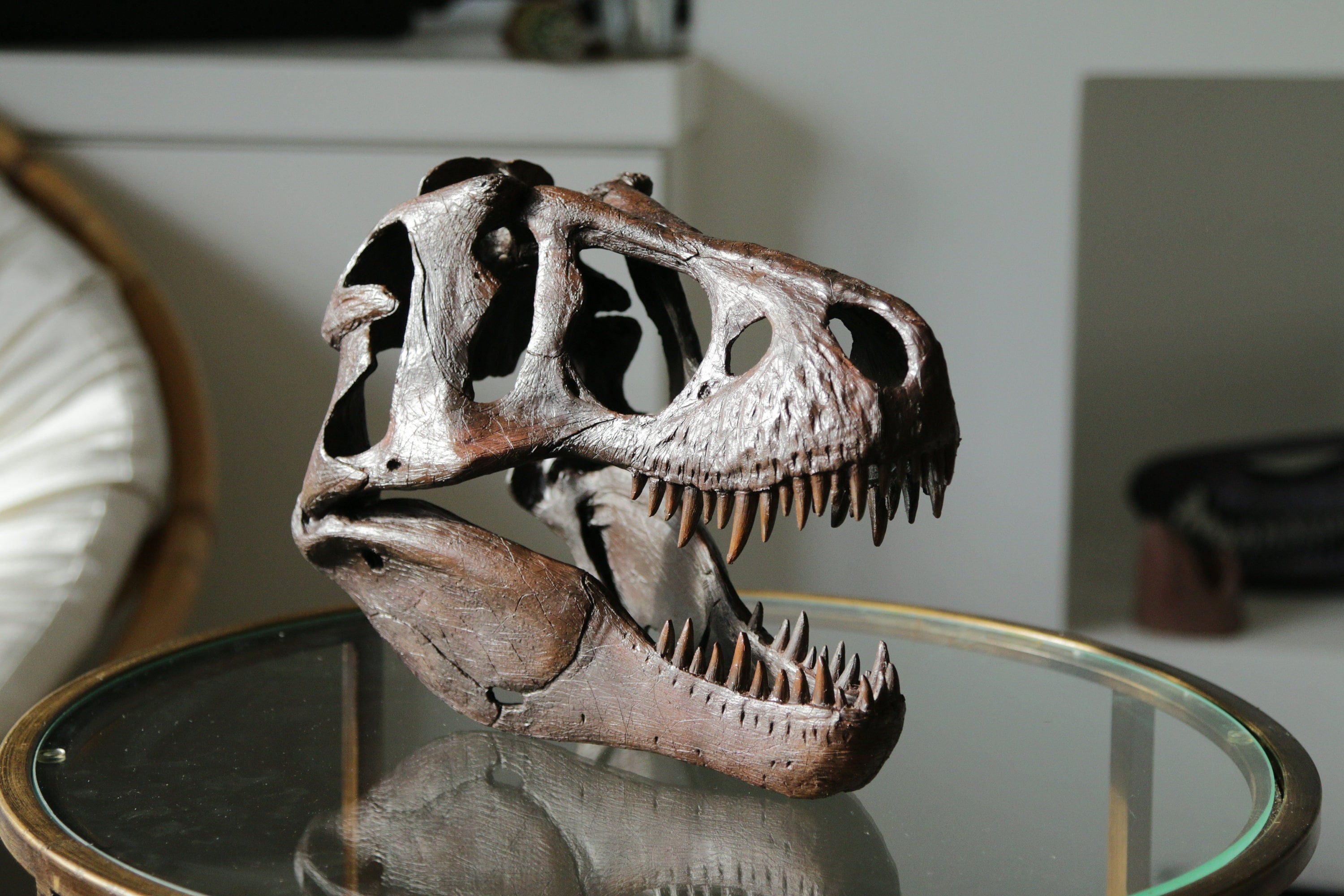 Tyrannosaurus Skull&Jaws 1/10スケール Tyrannosaurus Skull&Jaws 1/10スケール（フェバリット社