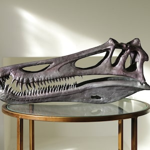 Baryonyx dinosaur skull 1:2 scale 50cm long fossil replica spinosaurus