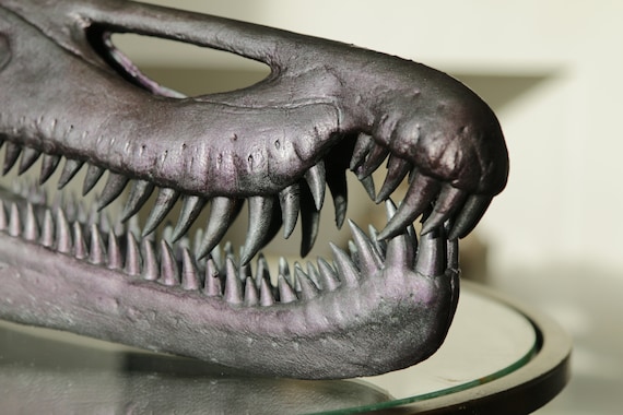 バリオニクス恐竜の頭蓋骨 1:2 スケール 50 cm 長さ 化石レプリカ