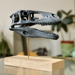 Deinonychus 1:2 scale model skull with stand Velociraptor Dromaeosaur Raptor Jurassic Park