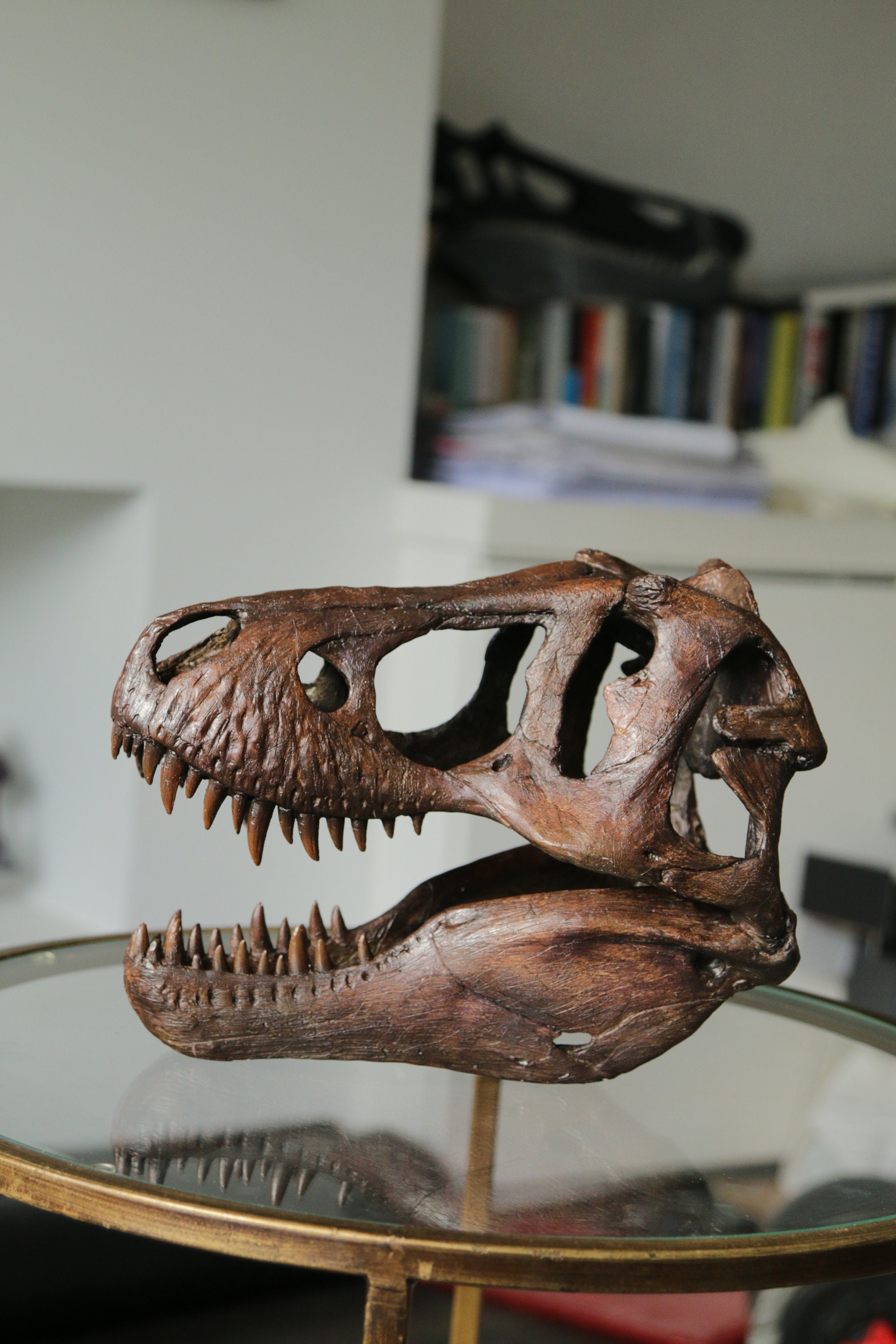Tyrannosaurus Skull & Jaws 1/10スケール 1:10 Scale T. Rex Skull Tyrannosaurus Skull & Jaws 1/10スケール 1:10 Scale T. Rex Skull