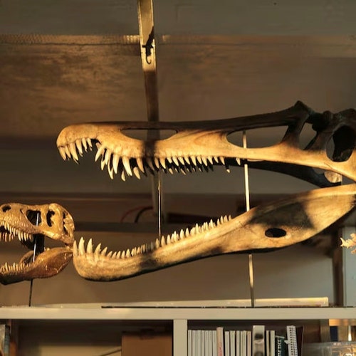 バリオニクス恐竜の頭蓋骨 1:2 スケール 50 cm 長さ 化石レプリカ