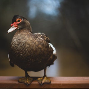 Beautiful Muscovy Duck