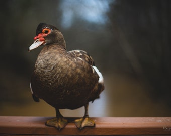 Beautiful Muscovy Duck