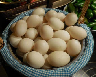 Free Range Heritage DUCK EGGS for Eating and Cooking - Shipped Post Free!