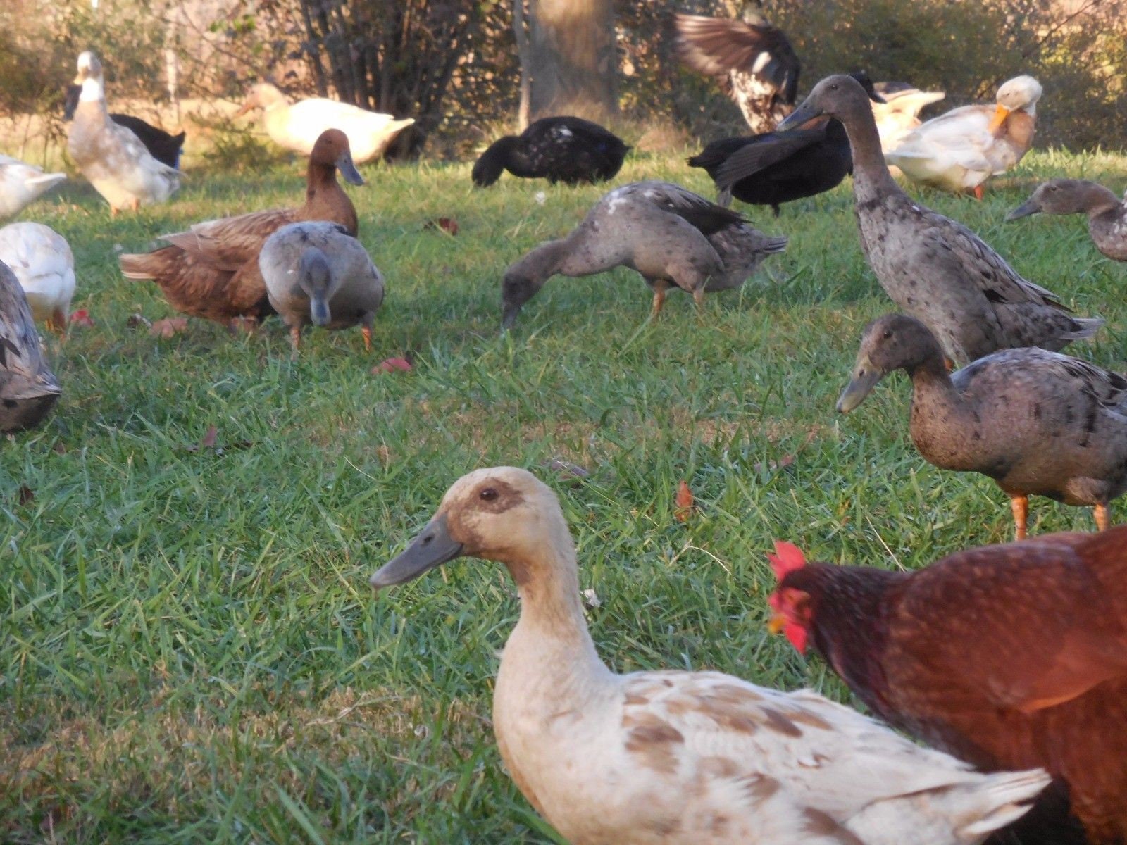 6 Large Free Range Duck Eggs Antibiotic Free Naturally Etsy France