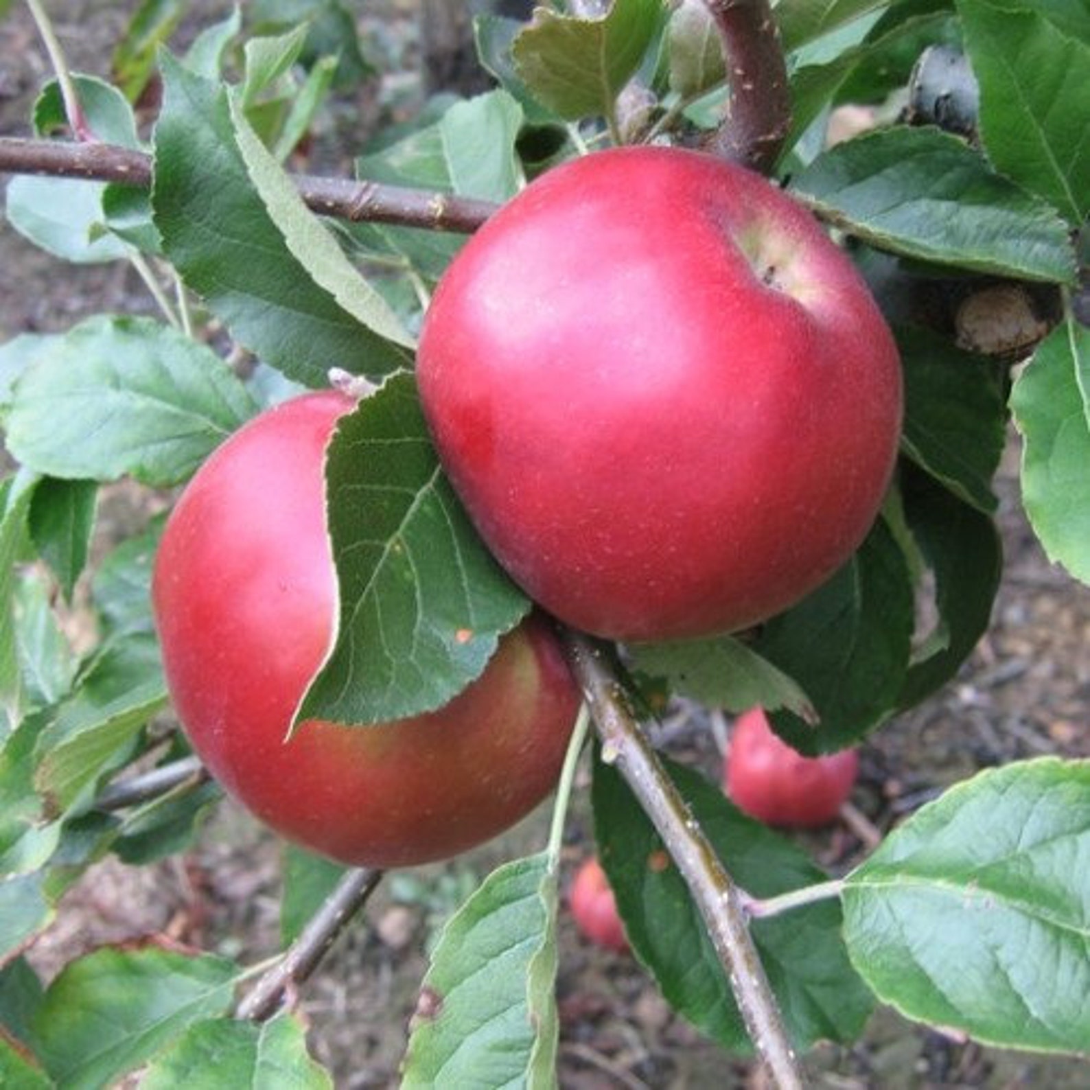 Ida Red APPLE BUTTER Handmade From 100 West Virginia Grown Etsy UK