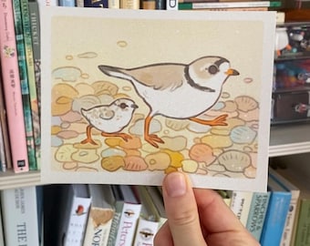 Piping Plover Postcard