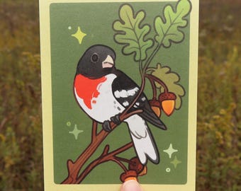 Red-breasted Grosbeak Postcard