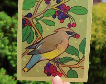 Cedar Waxwing Postcard