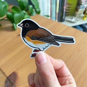 Junco ardoisé de l'Oregon Sticker