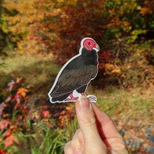Sticker Urubu à tête rouge