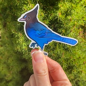 Geai de Steller Sticker