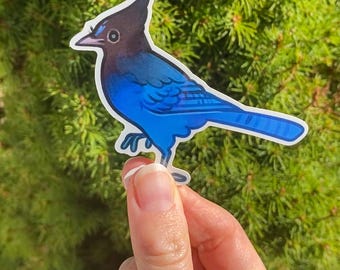 Steller's Jay Sticker