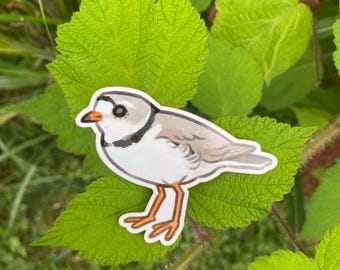 Piping Plover Sticker