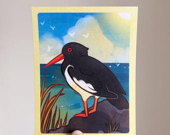 Eurasian Oystercatcher Postcard