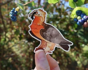Bearded Vulture Sticker