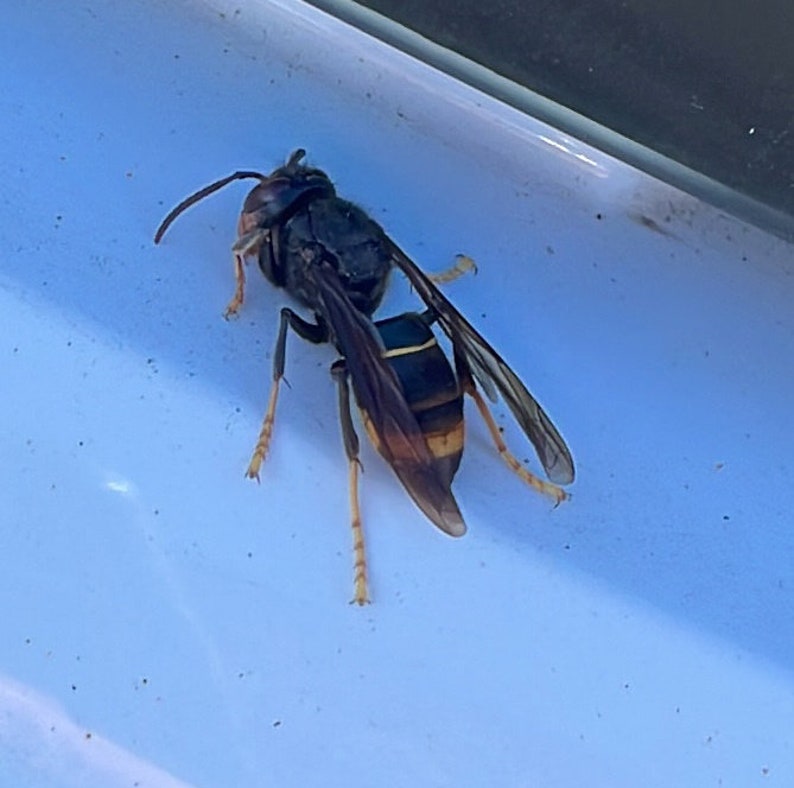 Asian Hornet Trap image 7