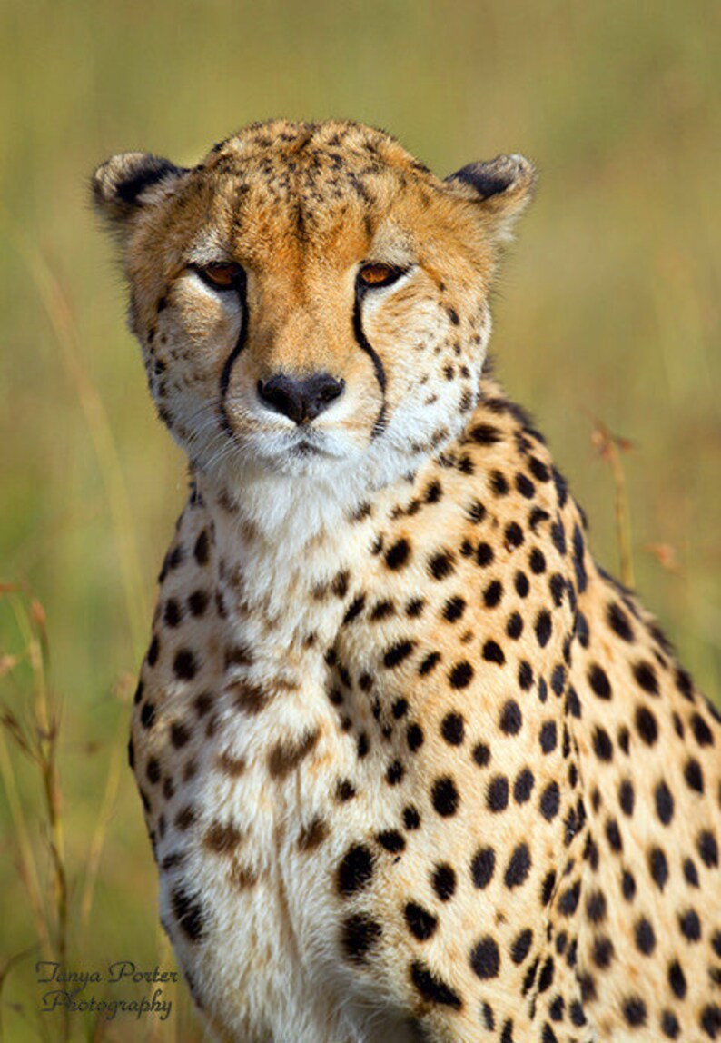 Sitting Cheetah | Etsy