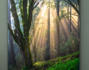 Mystical Light Rays Through Forest Trees, Fine Art Print, Serene Nature Landscape Photograph, Perfect Wall Decor