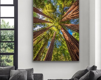 Muir Woods Redwood-tryck, väggkonst med skogstak, naturskön naturdekor, Kaliforniens skogsfotografering