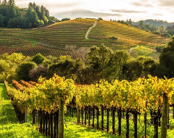 Sonoma Wine Country Vineyard Print – California Landscape Photography Wall Art