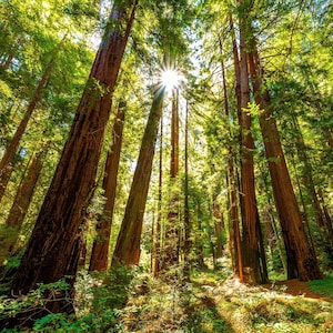 Muir Woods Photo, Redwood Forest Print, Peaceful Nature Artwork, Tree Wall Art, National Park Wall Decor