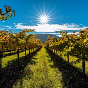 Napa Vineyard Print, Wine Country Wall Art, Napa Valley Fall Scenic Photo, California Landscape Photography