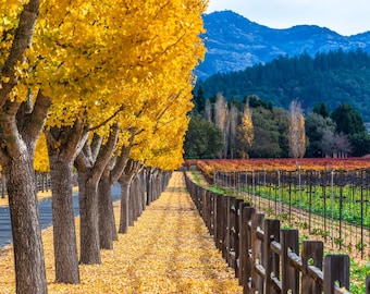 Napa Valley Art Print, Fall Foliage Wall Decor, Autumn Landscape Photography, Scenic California Wine Country Wall Art, Vineyard View Print