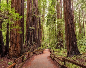 Redwood Forest Wall Art Muir Woods Print Path Through Trees Serene Nature Photography Art for Home Decor California Landscape Art Print