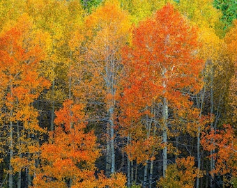Aspen Trees Wall Decor Vibrant Fall Colors Landscape Print Lake Tahoe Fall Foliage Photography Scenic Wall Art Nature Lover Gift