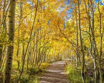 Autumn Wall Art, Fall Colors Print, Beautiful Aspen Trees in Autumn, Fine Art Nature Print