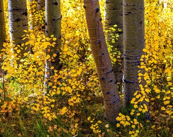 Nature Photography Print, Fall Foliage and Aspen Tree Photo, Colorful Tree Wall Art, Landscape Fine Art Print