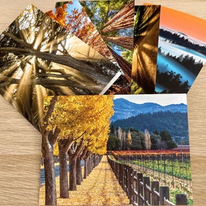 Set mit leeren Grußkarten mit schönen Bäumen - Natur-Briefpapier Perfekt für Dankesnotizen, Geburtstage, oder jeden Anlass