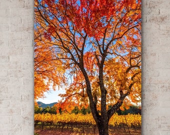 Autumn Tree Print, Colorful Fall Foliage Wall Art, California Wine Country Photo, Autumn Foliage Photography