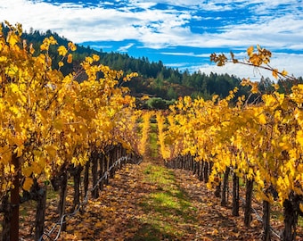 Napa Valley Autumn Vineyard Photography Print – Wine Country Landscape Wall Art