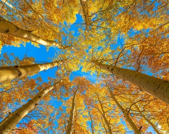 Impressão de árvore de álamo, arte de parede de fotografia de paisagem para hotéis, decoração de hospitalidade, arte para quartos de hotel, decoração de parede de natureza