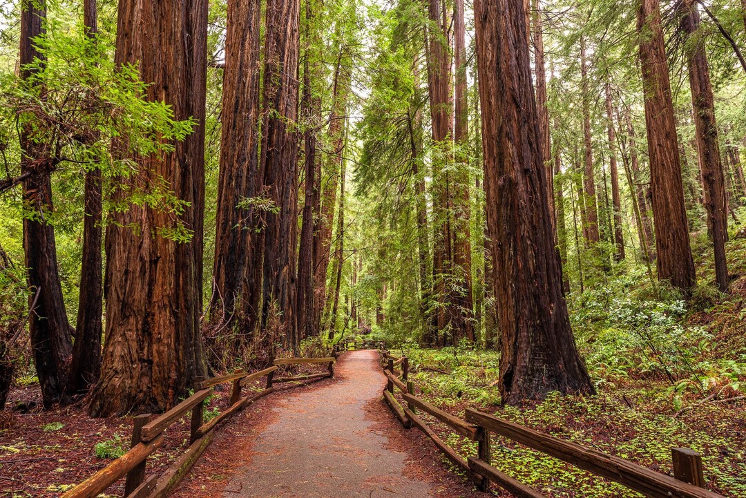 Redwood Forest Wall Art Muir Woods Print Path Through Trees Serene ...